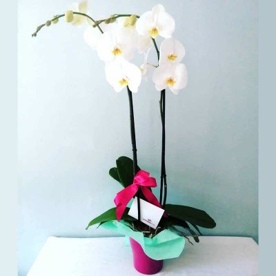 Orquidea1